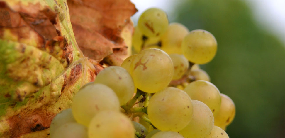 Au service du vignoble champenois